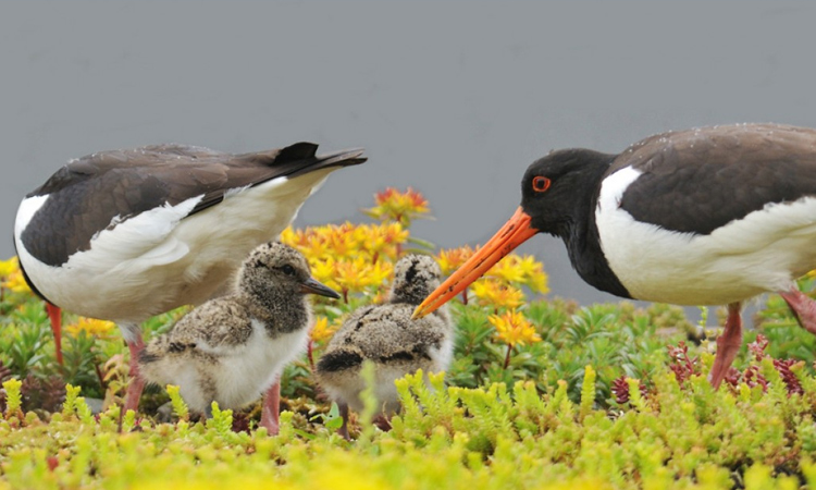 benning_dachbegruenung_naturdach