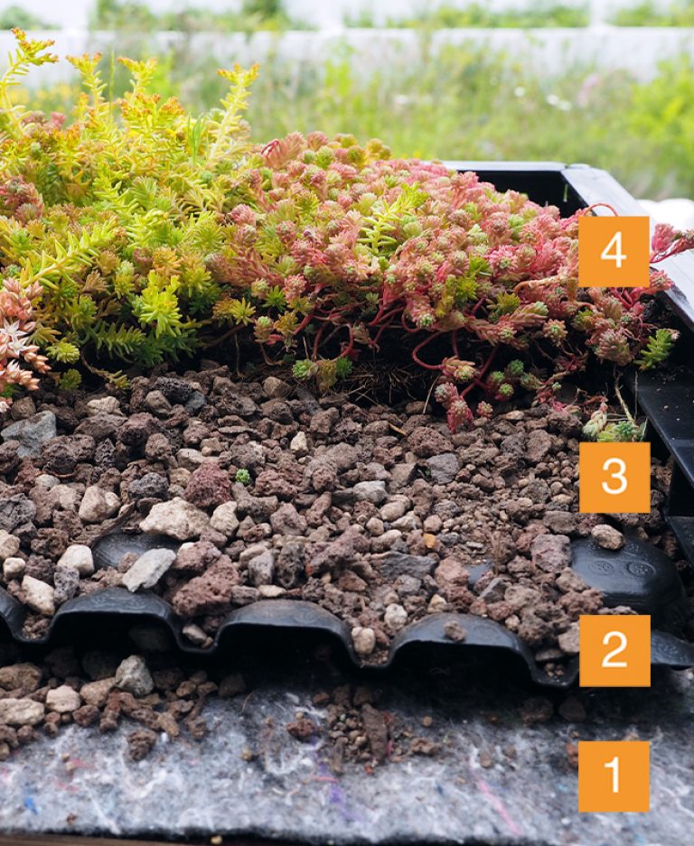 Begrünung von Carport, Garage und kleinen Dachflächen | Benning