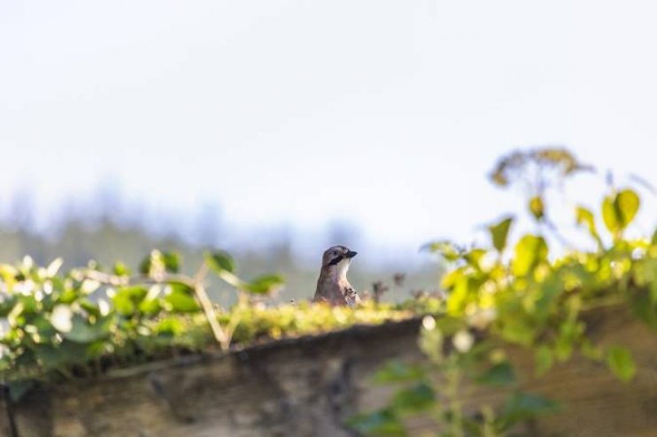 Biodiversität auf dem Dach - Vogel