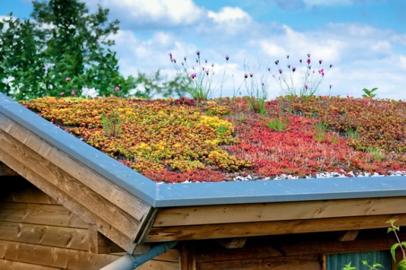Pflege der Dachbegrünung im Frühling